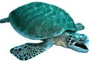 ARCHELON-The Sea Turtle Protection Society